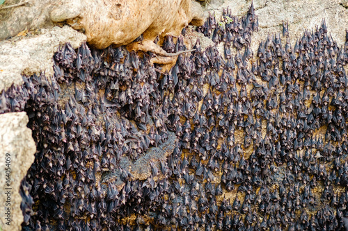 Fruit bats colony at Monfort bat cave - Samal island, Davao photo