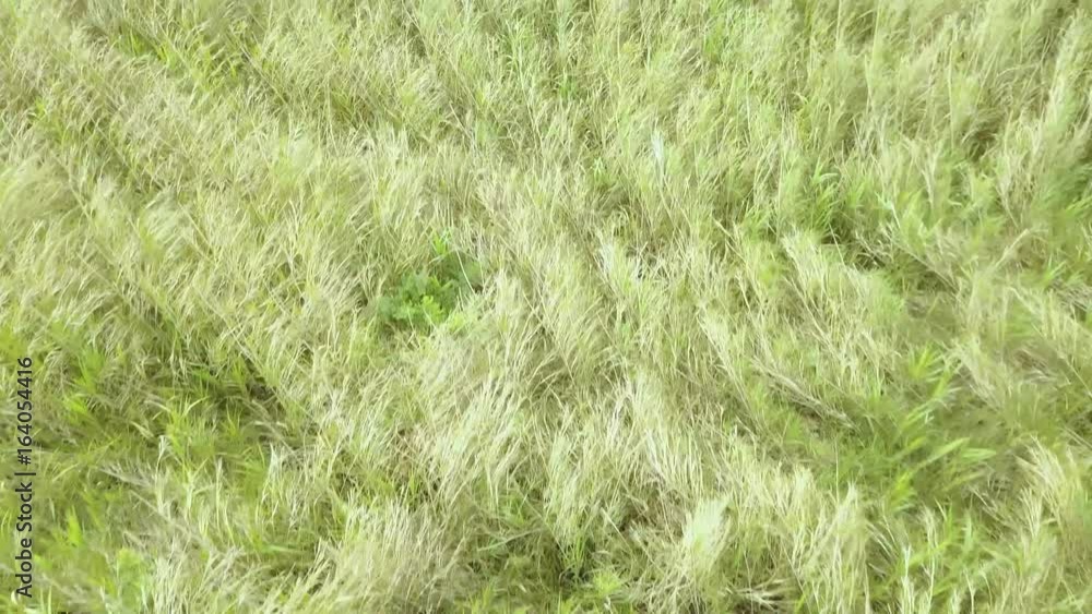 Aerial, vertical - green grass gently swaying in a breeze made by drone
Aerial, vertical - green grass gently swaying in a breeze made by drone