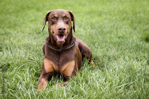 Doberman in grass