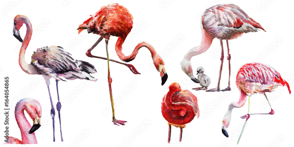 Obraz premium Sky bird flamingo in a wildlife by watercolor style isolated. Wild freedom, bird with a flying wings. Aquarelle bird for background, texture, pattern, frame, border or tattoo.