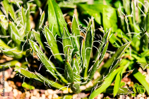 agave filifera - salm dyck - asparagaceae - botanical beckgrounds photo