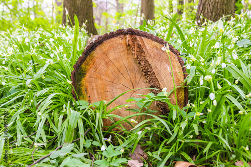 Abges  gter Baumstamm im Wald