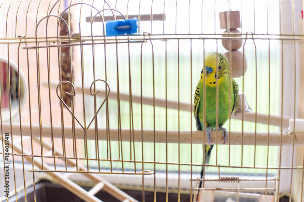 Fototapeta premium Green budgerigar in a cage at the window. Funny budgie in bigdcage.