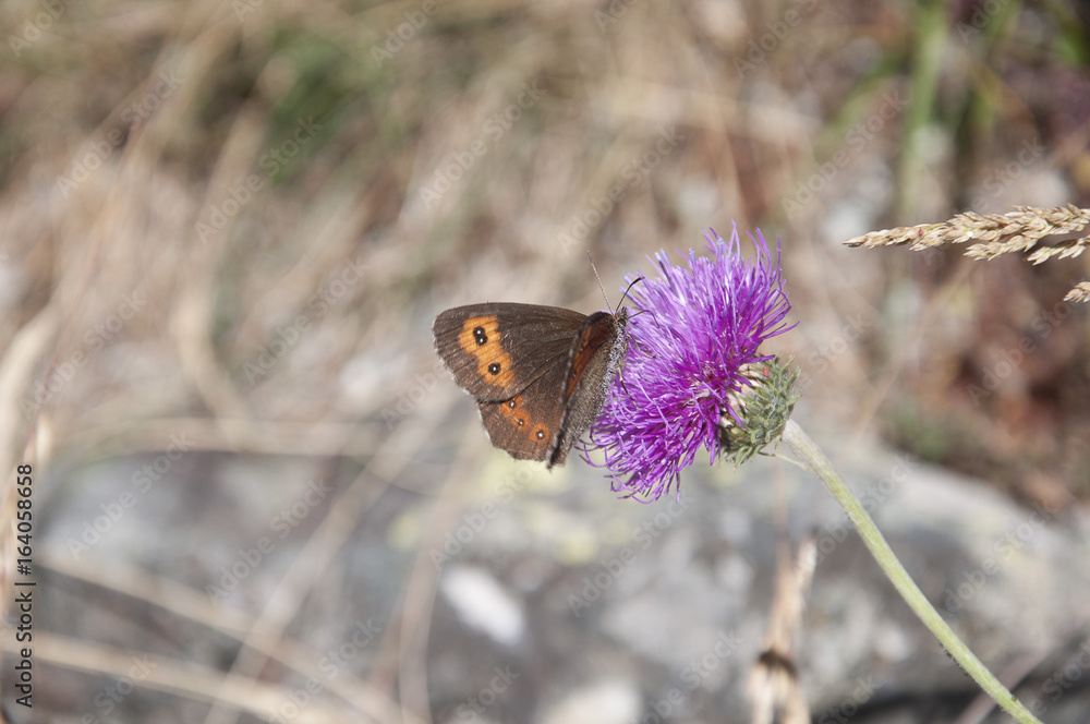 Obraz premium butter flower