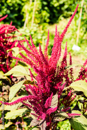 Obraz na płótnie amaranth - amaranthus hypochondriacus - botanical beckgrounds 
