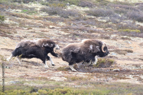 Muskox in Dovrefjell national park, Norway photo