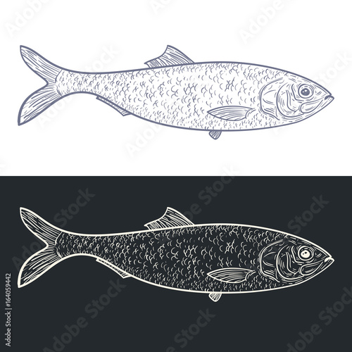 Herring in retro vintage style. Design template for tattoo, print, cover. Vector illustration.