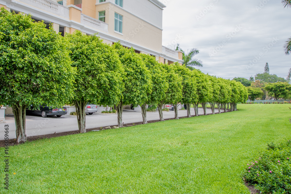Row of planed trees Row of planed trees