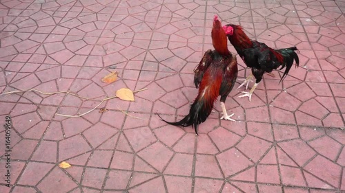 HD super slow motion 1920x1080 Roosters circling and attacking each other at cockfight in Thailand. photo