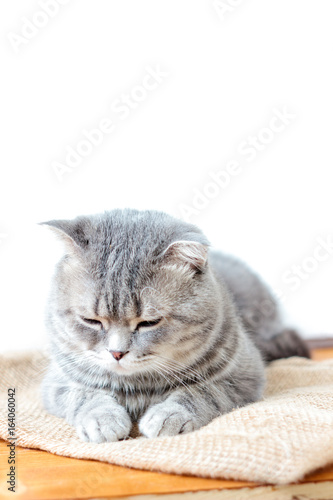 Domestic scottish cat