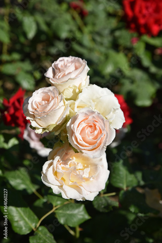 Rose pâle en bouquet au jardin au printemps