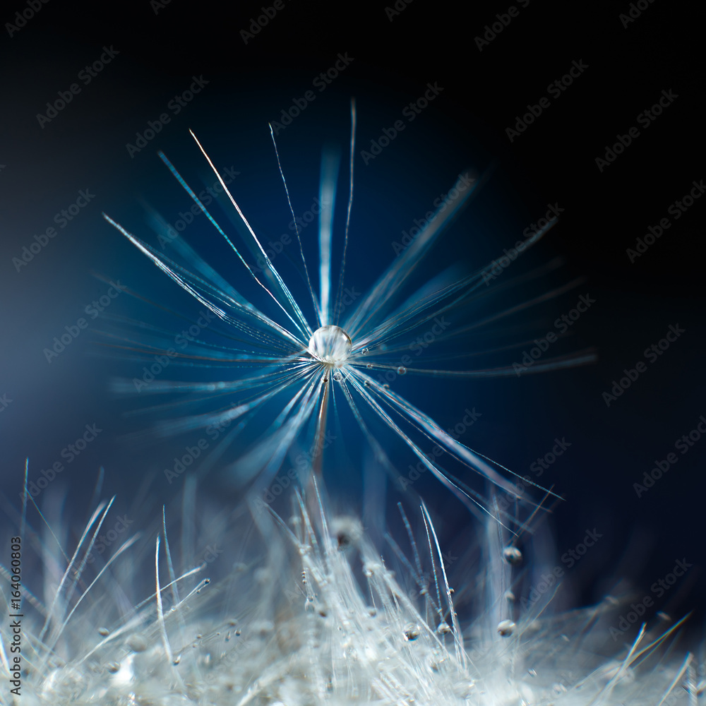 Fototapeta premium Dandelion with dew, macro