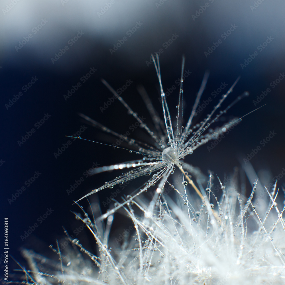 Fototapeta premium Dandelion with dew, macro
