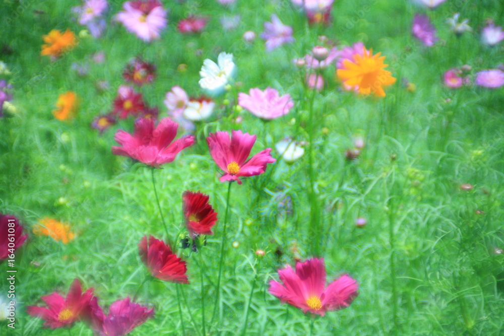 Fototapeta premium Flower multicolored field / flower field in summer