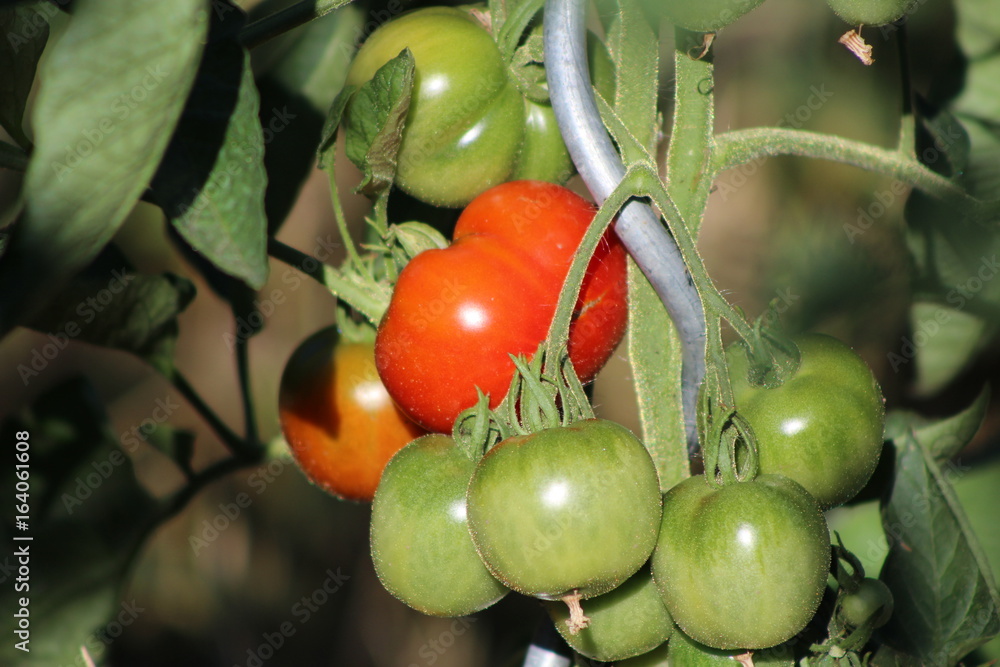 The red and green tomatoes on the bushes in the organic garden