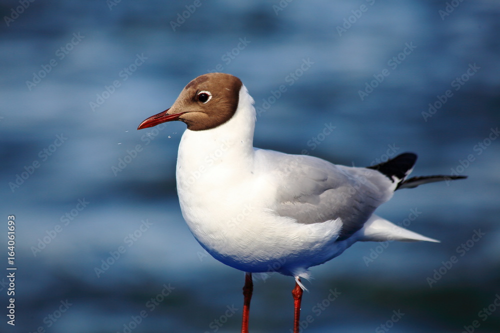 Seagull Seagull