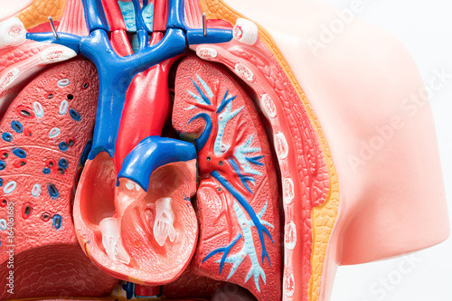 Foto Close-up of Internal organs dummy on white background