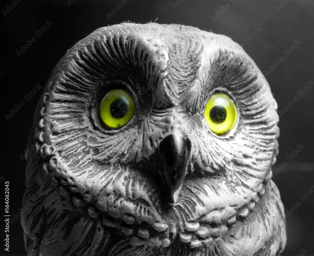 Fototapeta premium Owl's eyes
