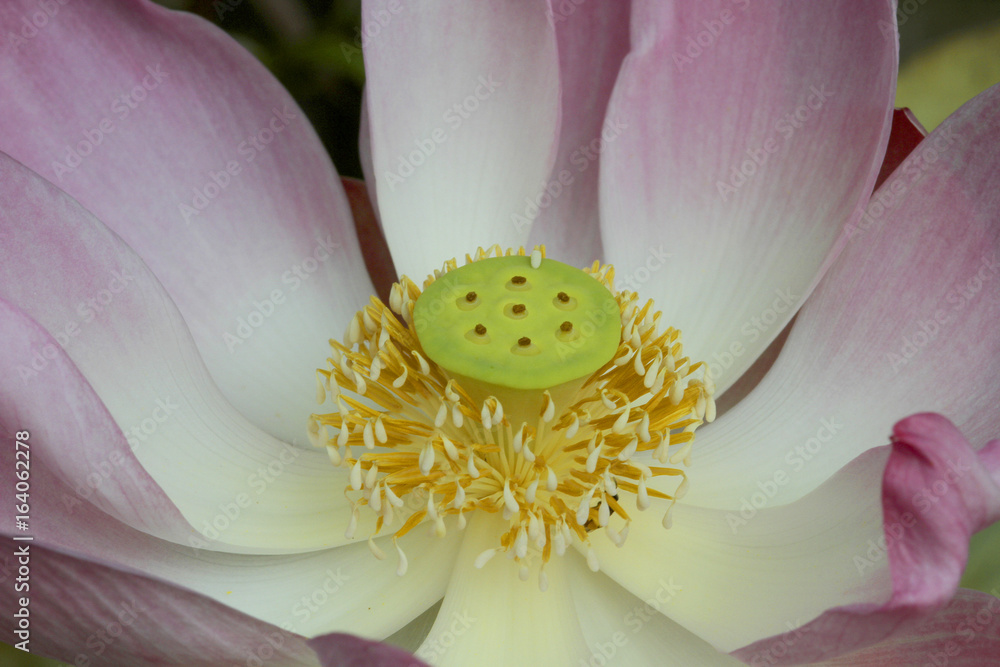Indische Lotosblume Nahaufnahme (Nelumbo nucifera) Indische Lotosblume Nahaufnahme (Nelumbo nucifera)