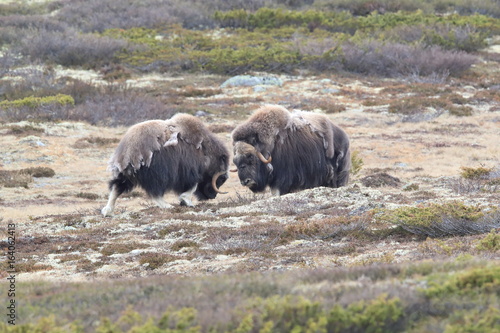 Muskox in Dovrefjell national park, Norway photo