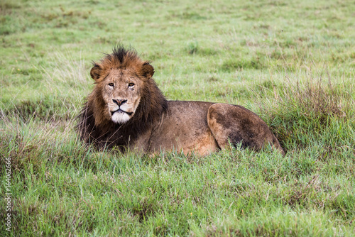 Lion tanzania serengeti Panthera leo 