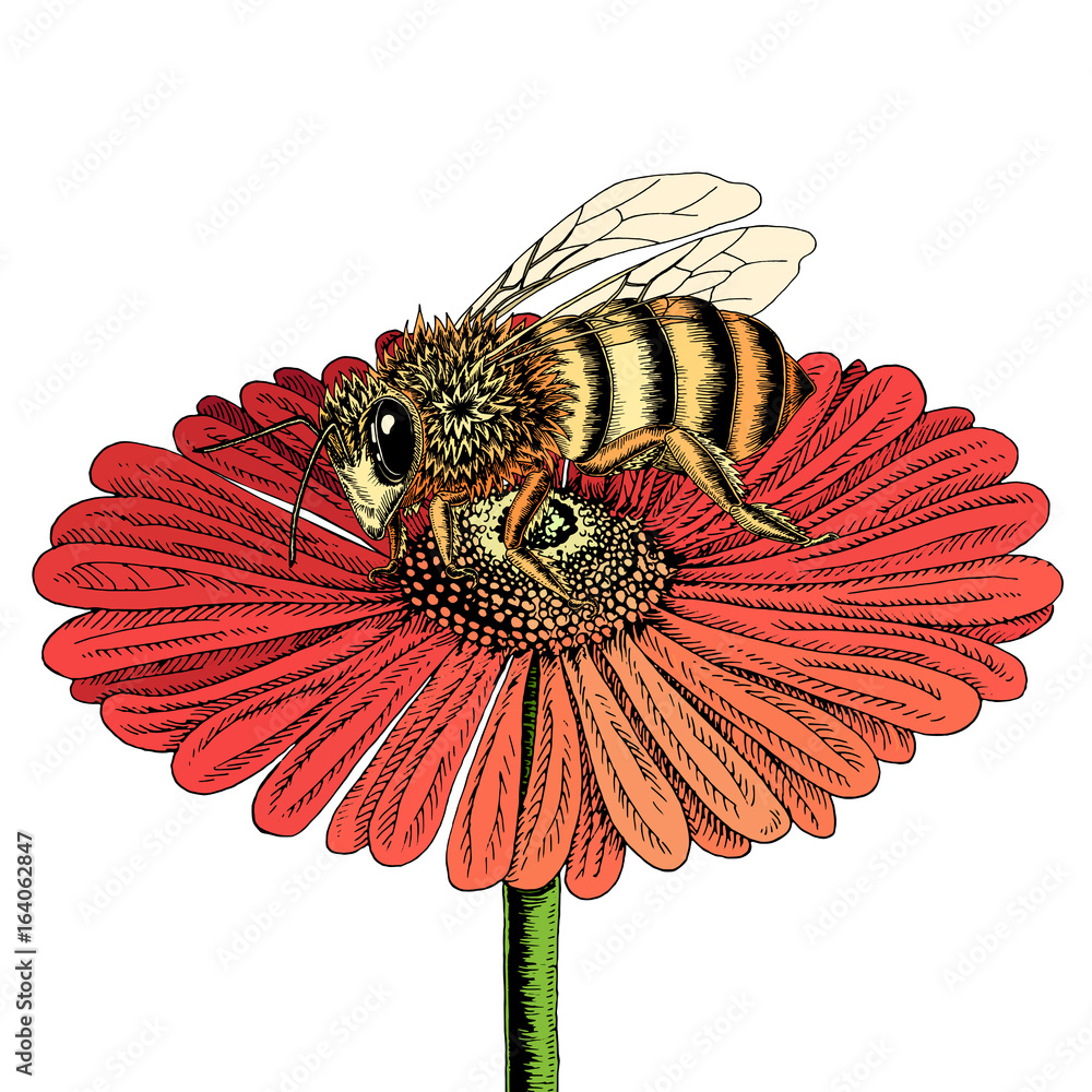 Bee Flower Drawing Black And White PNG 973x1287px Bee Art Artwork  Black And White Botanical Illustration