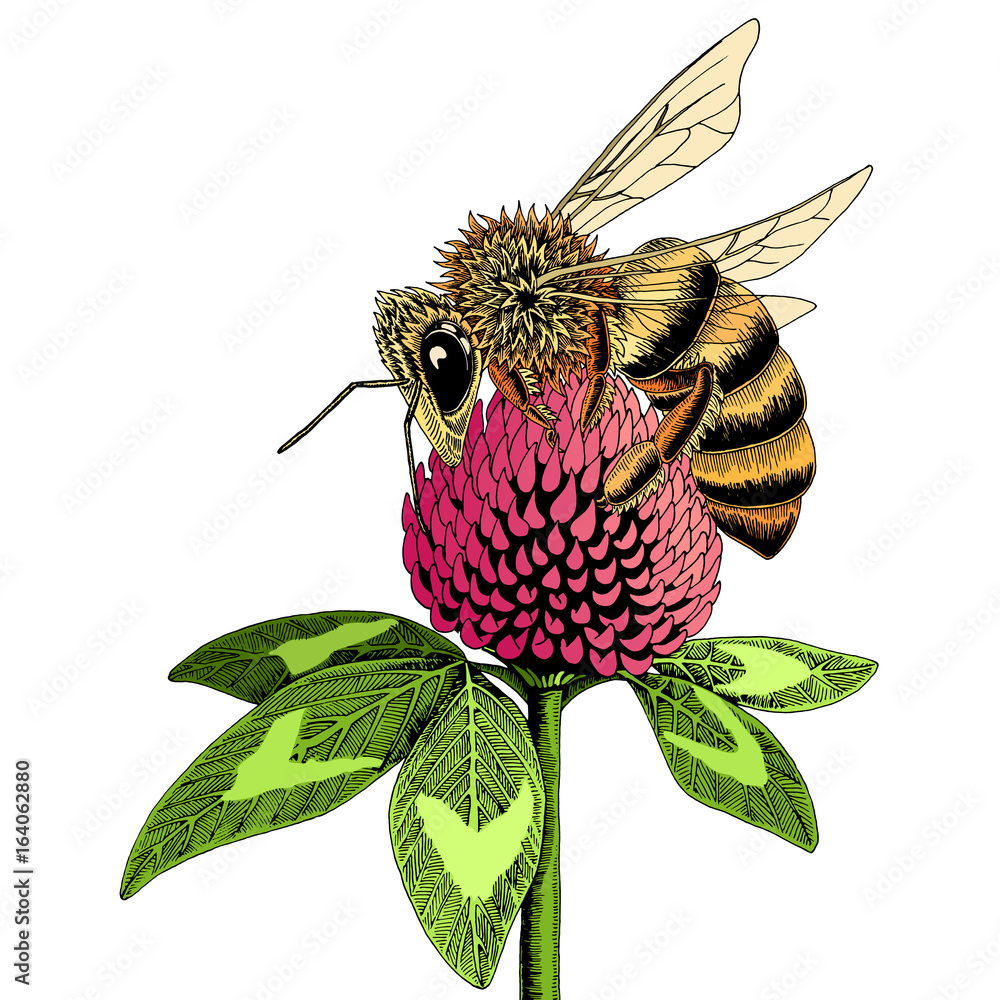 Bee on clover flower sketch. Colored hand drawn vector illustration of