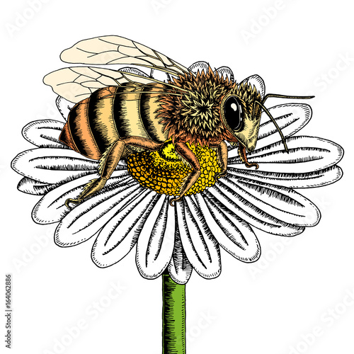 Bee on chamomile flower sketch. Colored hand drawn vector illustration of bee collecting nectar from honey flower.