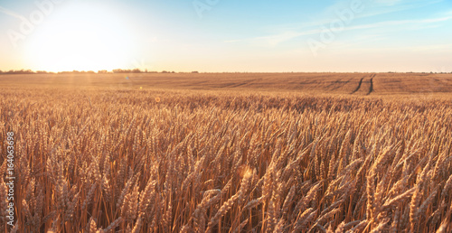 Wheat field and blue sky with picturesque clouds at sunset.