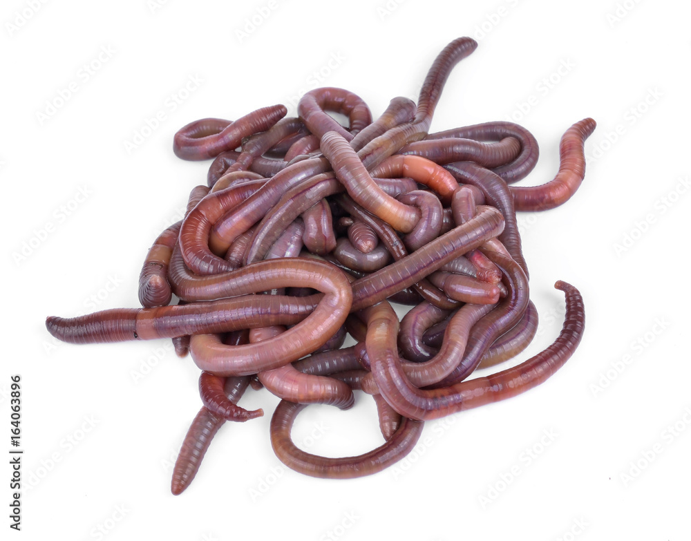 Earth worm isolated on white background Earth worm isolated on white background