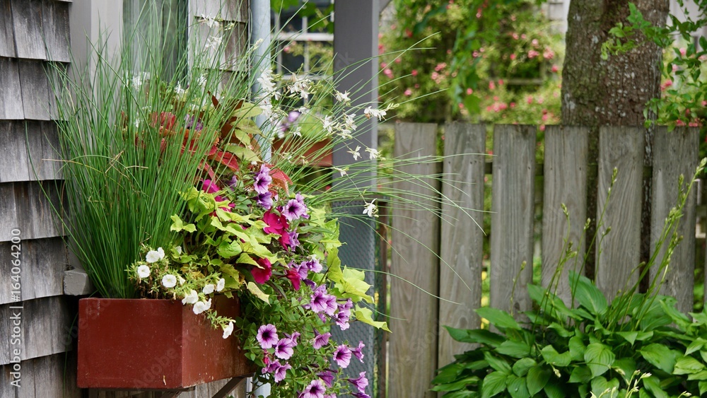 Beautiful wall box flowers Beautiful wall box flowers