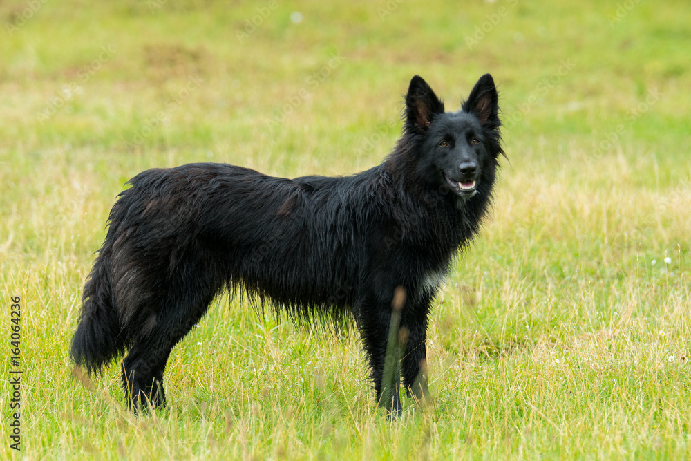 Altdeutscher Huetehunde Altdeutscher Huetehunde