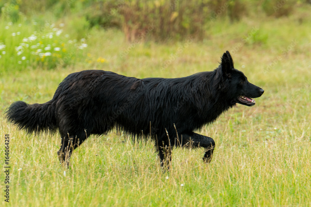 Altdeutscher Huetehunde Altdeutscher Huetehunde