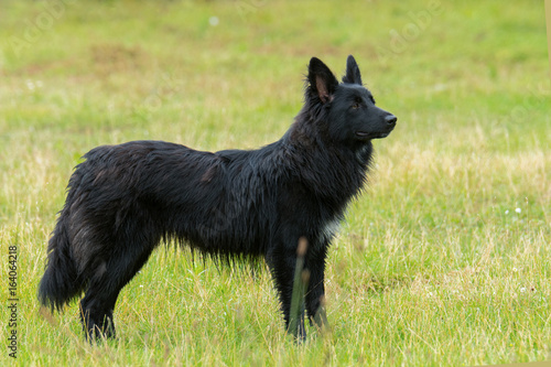 Altdeutscher Hütehund (Schwarzer)