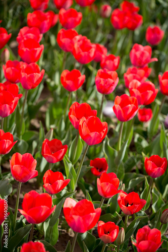 Beautiful red tulips in nature