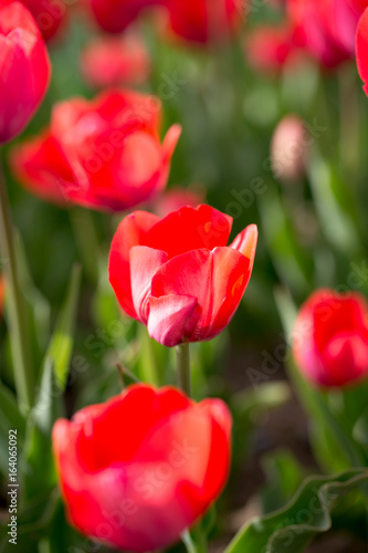 Beautiful red tulips in nature