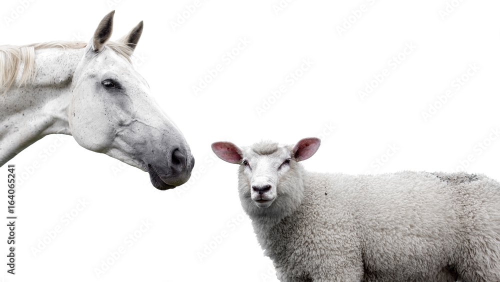 Fototapeta premium Horse and sheep on a white background