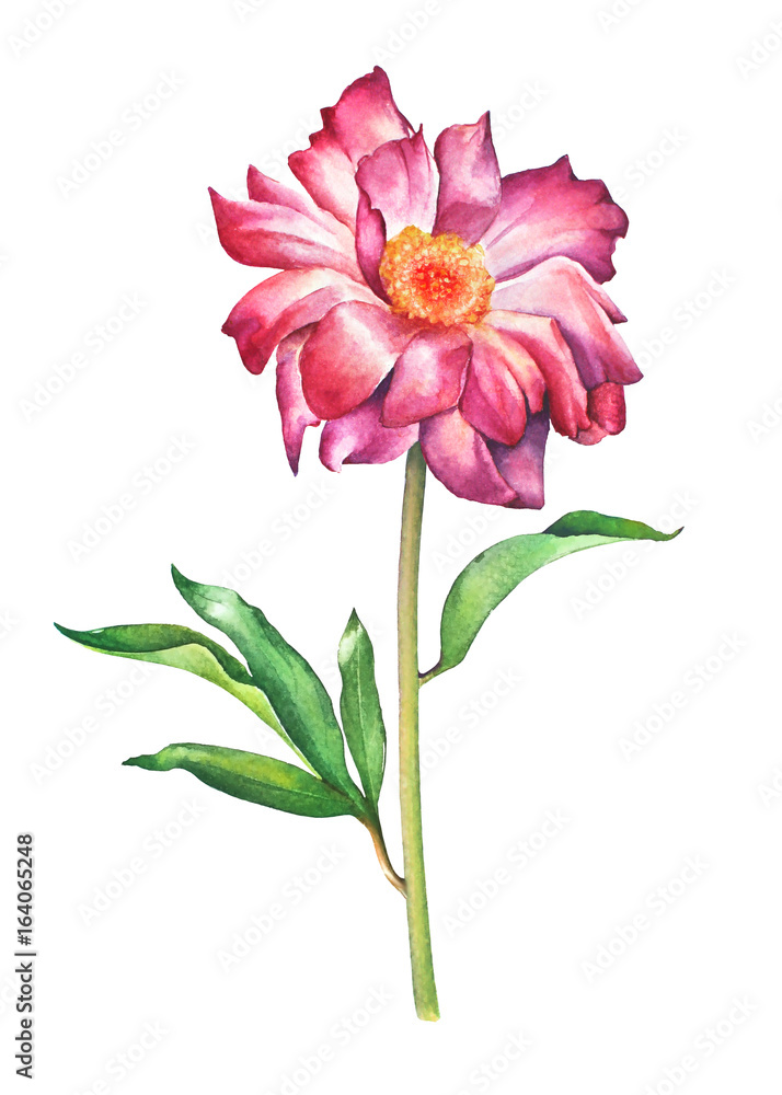 Watercolor hand painted illustration of red peony flower isolated on white background