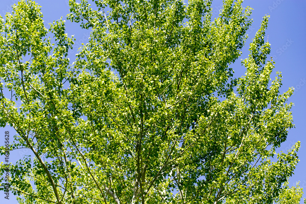 Tree with green leaves against the blue sky