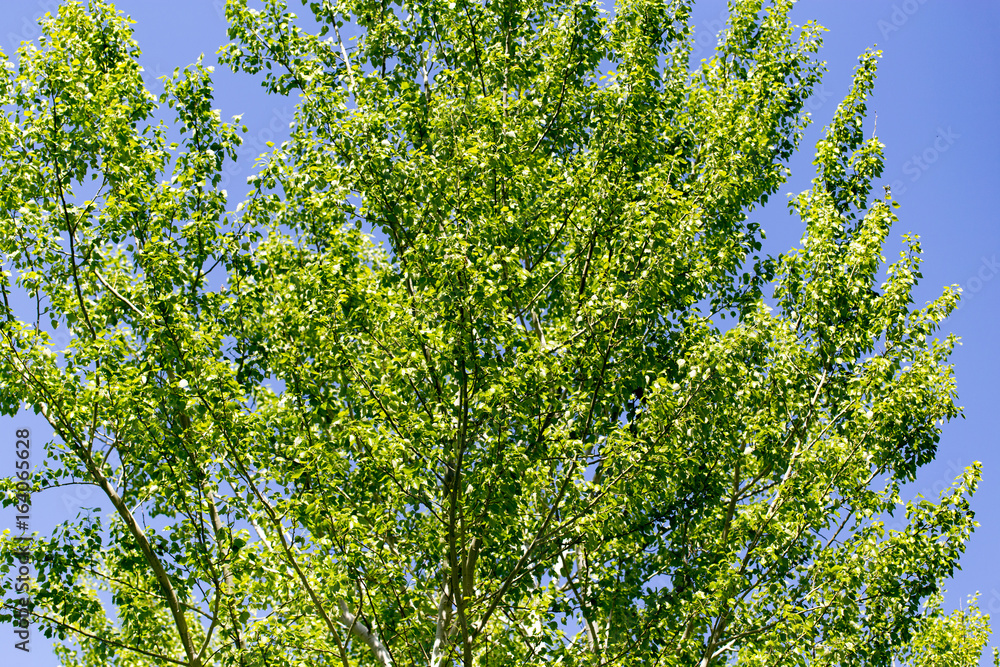 Tree with green leaves against the blue sky Tree with green leaves against the blue sky