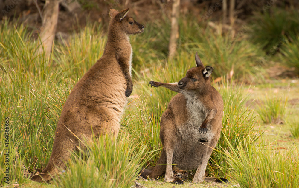 Fototapeta premium Discussion between kangaroos