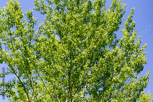 Tree with green leaves against the blue sky