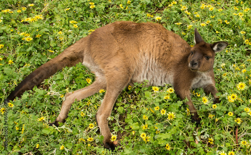 Kangaroo lying down