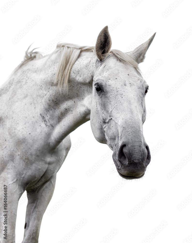 White horse on white background White horse on white background