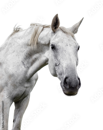 White horse on white background