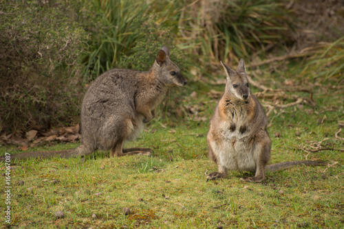 Wallaby couple, in Kangaroo Island