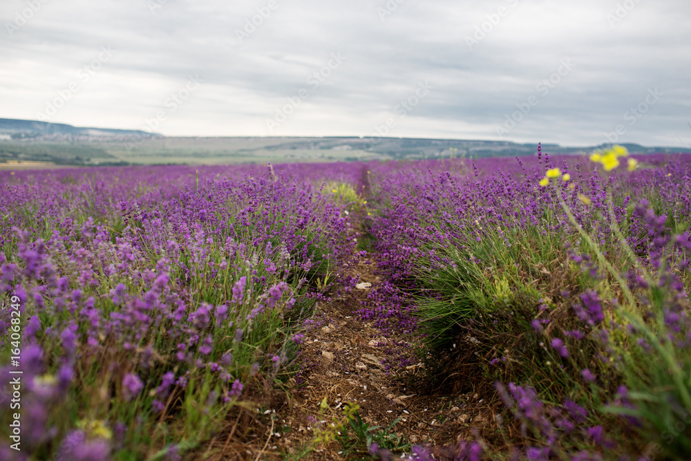 Naklejka premium Lavender field in the summer in Crimea