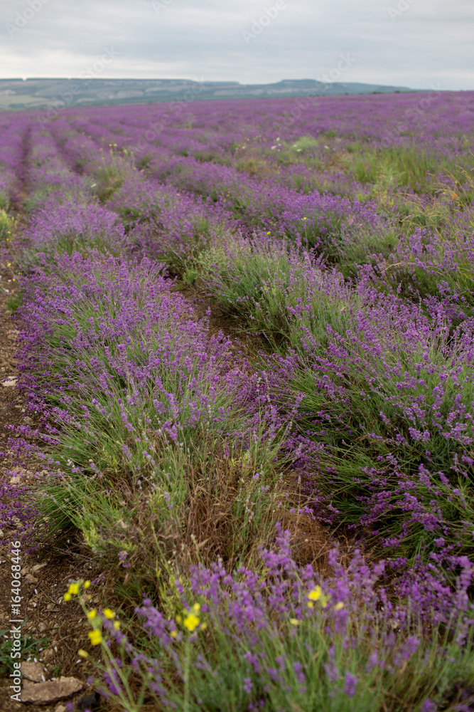 Lavender field in the summer in Crimea Lavender field in the summer in Crimea