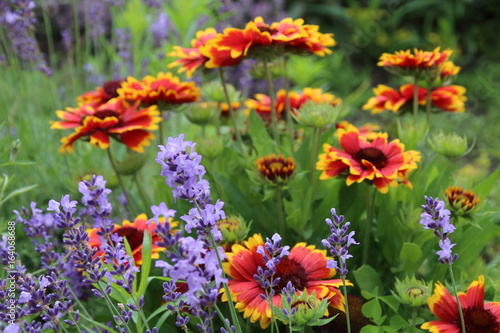 Summer flowers in the garden