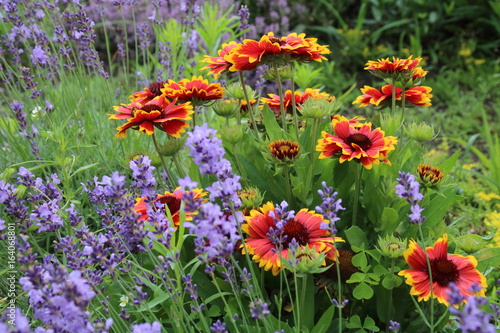Summer flowers in the garden